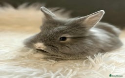 Mixed Breed rabbits for sale: Lionhead/rex babies  - Image 3