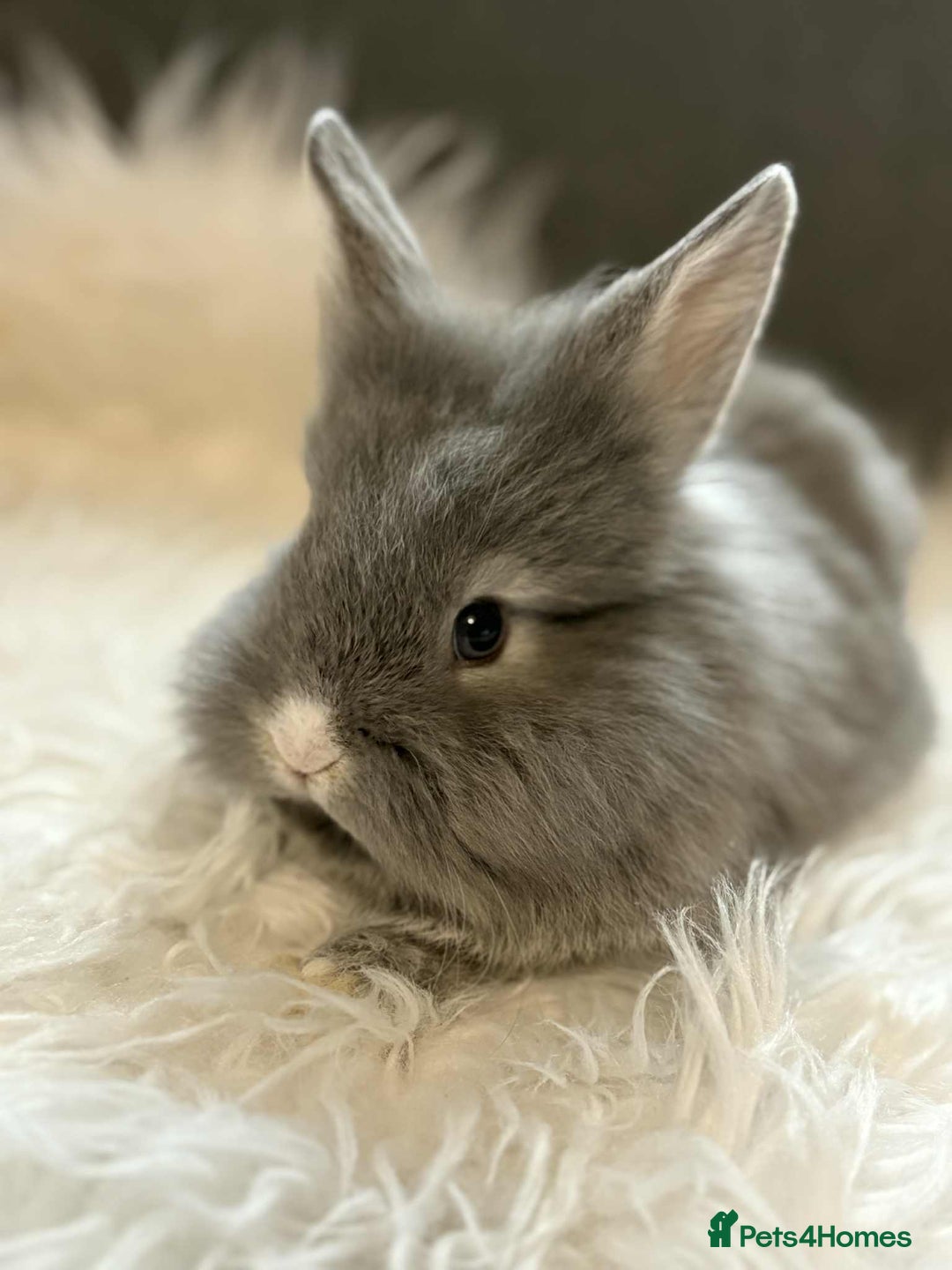 Mixed Breed rabbits for sale: Lionhead/rex babies  - Image 3