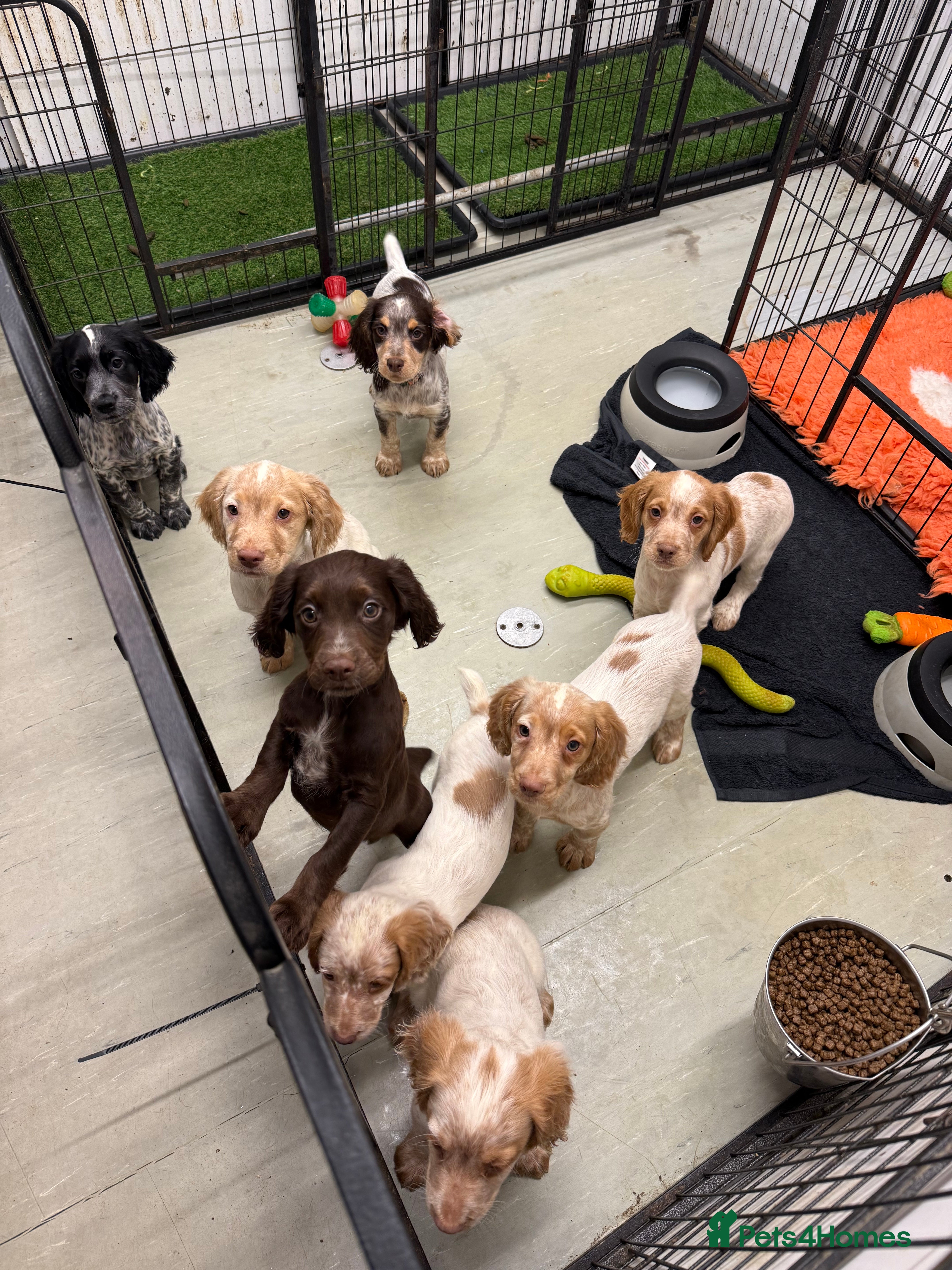 Cocker Spaniel dogs Working cocker spainel puppies  - Advert 5