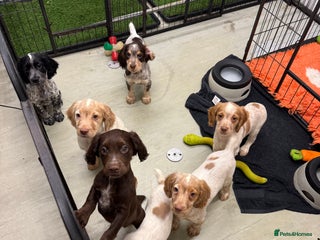 Cocker Spaniel dogs Working cocker spainel puppies - Advert 5