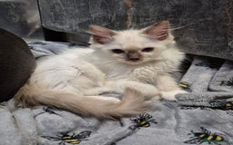 Ragdoll cats for sale: TWO LEFT.*** SEAL MINK SEAL TABBY MINK - Image 5