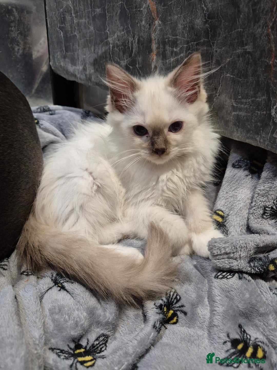 Ragdoll cats for sale: TWO LEFT.*** SEAL MINK SEAL TABBY MINK - Image 5