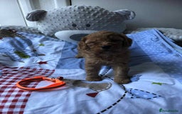Cavapoo dogs for sale: Beautiful red F1 Cavapoo  - Image 7