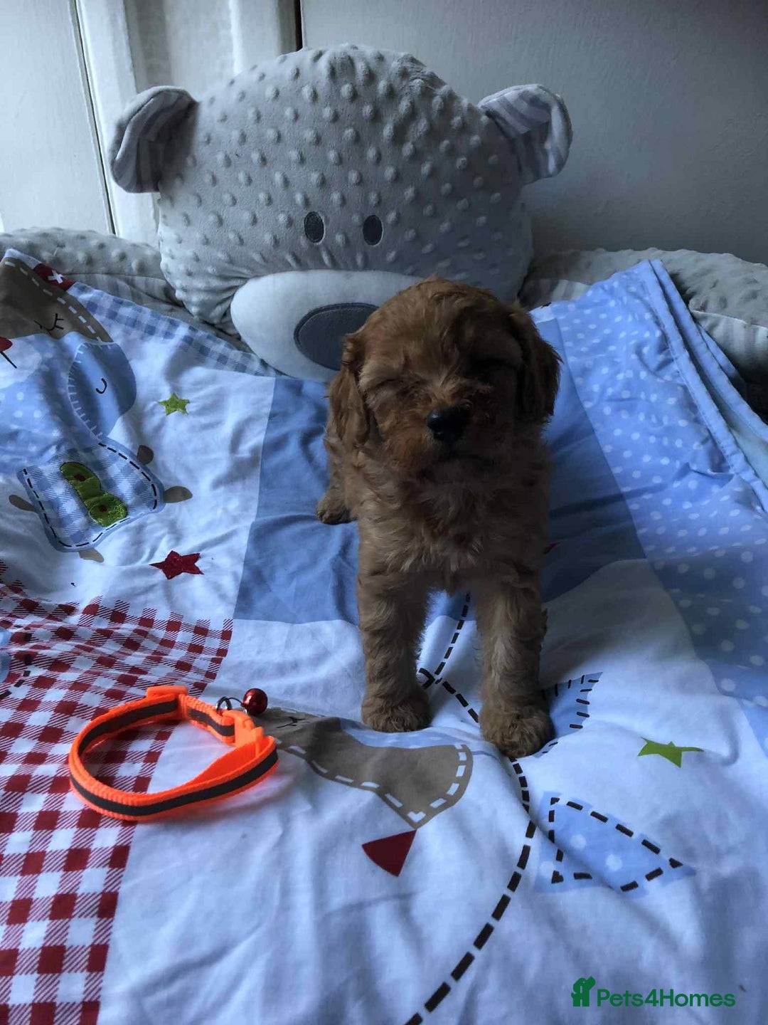 Cavapoo dogs for sale: Beautiful red F1 Cavapoo  - Image 7