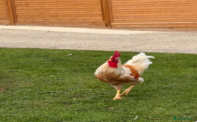 Chickens poultry - Advert 1