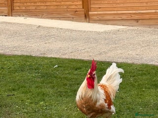 Chickens poultry - Advert 19