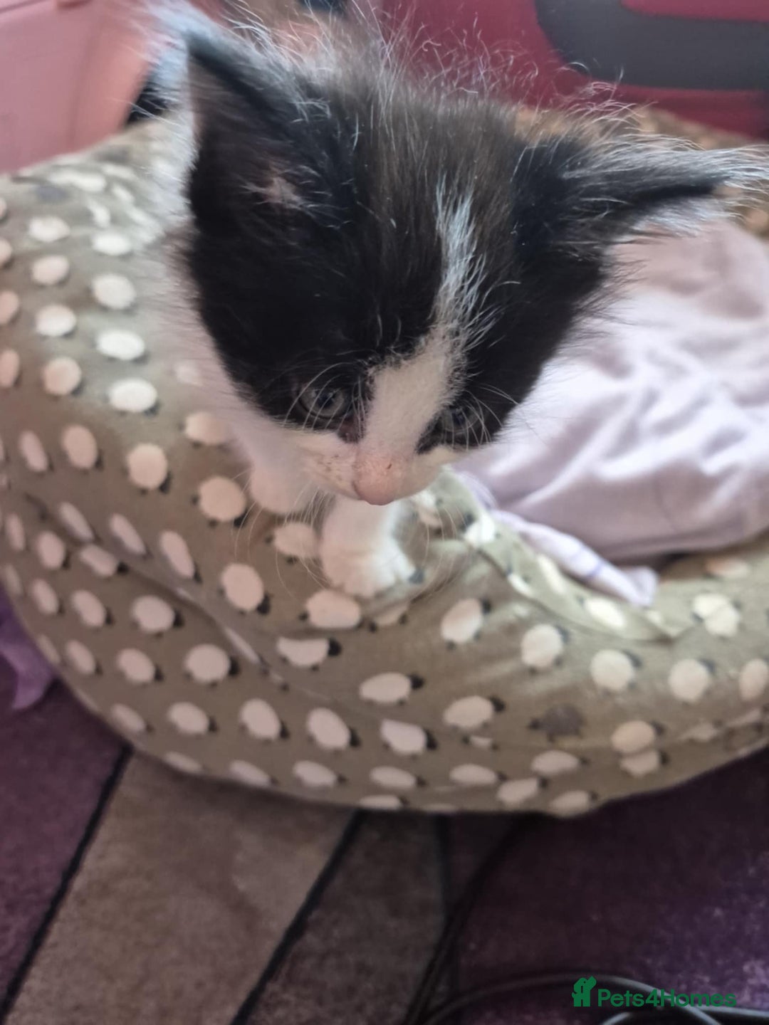 Domestic Shorthair cats for sale: READY TO LEAVE NOW 5x black and white kittens  - Image 1