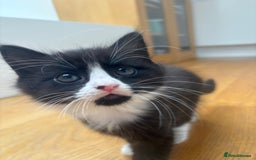 Mixed Breed cats for sale: 2 girl kittens - Image 4