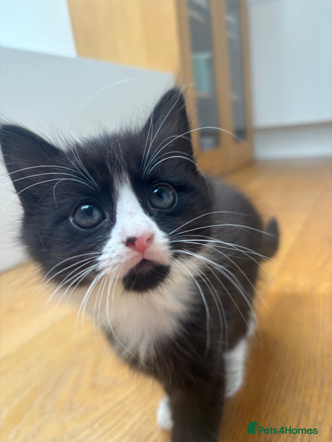 Mixed Breed cats for sale: 2 girl kittens - Image 4