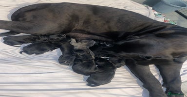 Cane Corso dogs - Advert 13