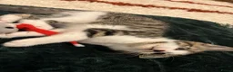 Aphrodite Giant cats for sale: Moose - Advert 10