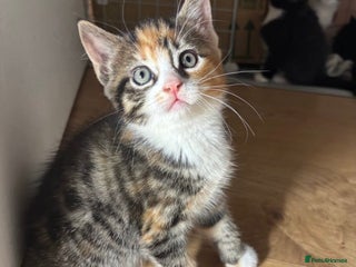 Mixed Breed cats Female tricoloured kitten - Advert 3