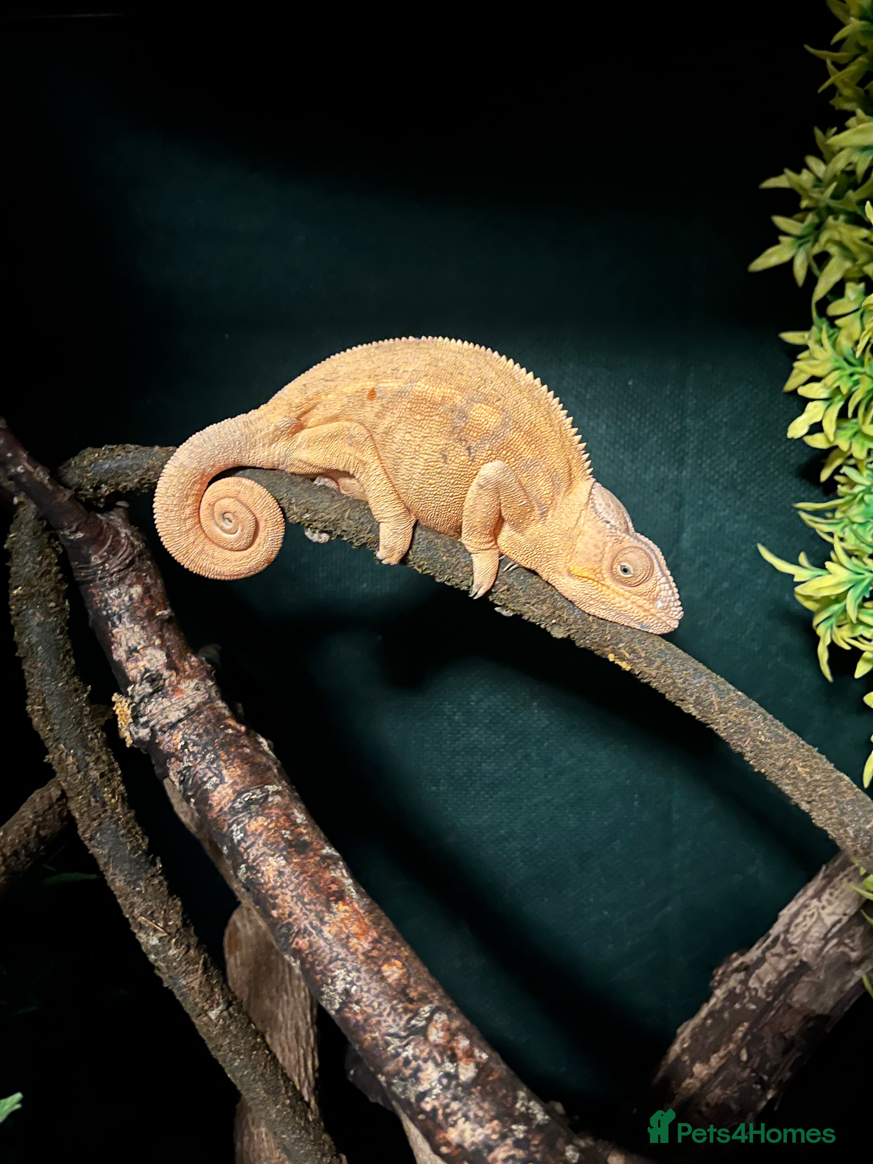Chameleon reptiles Super Tame Panther Chameleon - Ambilobe - Advert 4