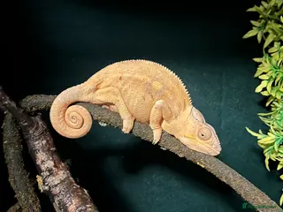 Chameleon reptiles Super Tame Panther Chameleon - Ambilobe - Advert 4