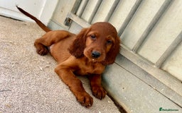 Irish Setter dogs for sale: Outstanding red Irish setters puppies - Image 21