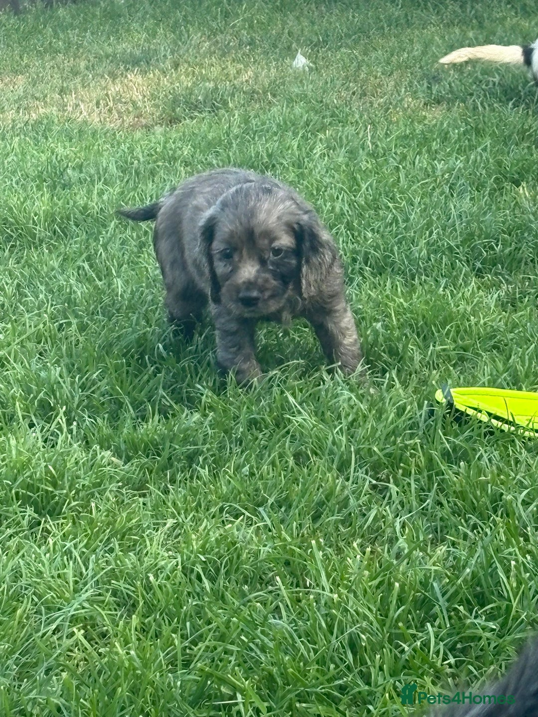 Cocker Spaniel dogs for sale: Cocker spaniel  - Image 8