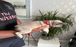 French Bulldog dogs for sale: 4 stunning Pure breed Blue Fawn French Bulldogs 🐶 - Image 5
