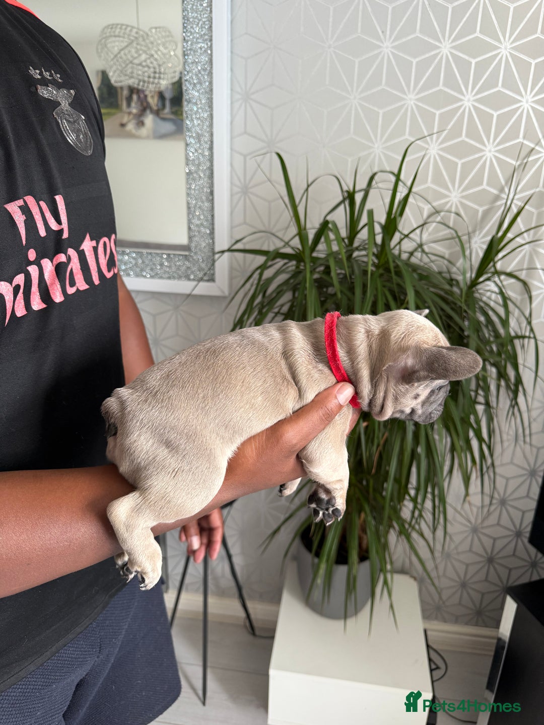 French Bulldog dogs for sale: 4 stunning Pure breed Blue Fawn French Bulldogs 🐶 - Image 5