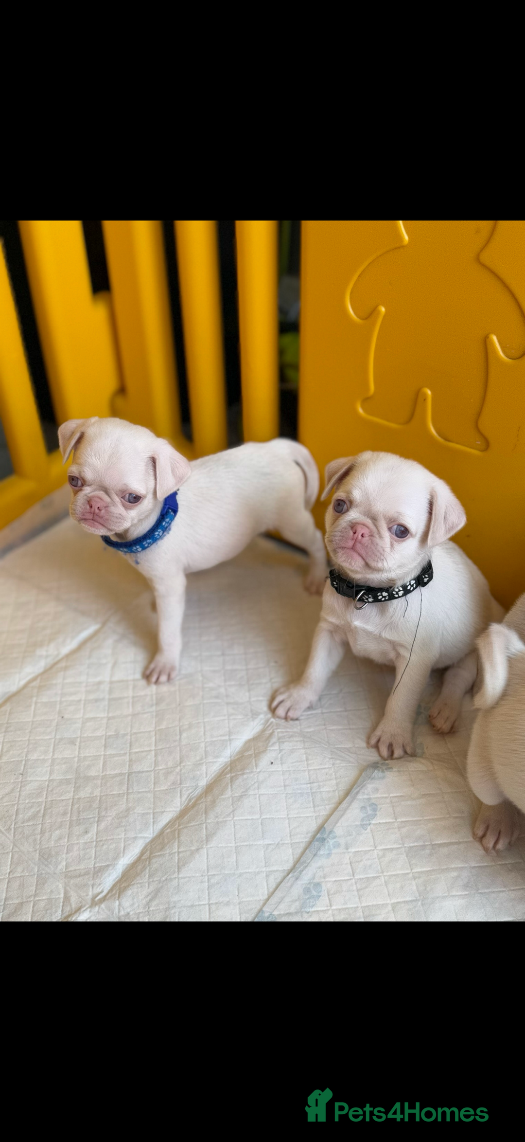 Pug dogs for sale: 7 boys ready to go next week!!!🩵 - Image 1