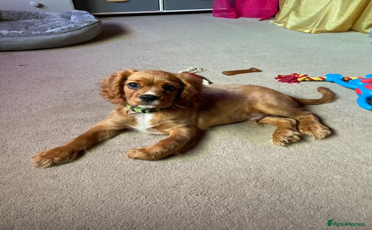 Cavalier King Charles Spaniel dogs - Advert 14