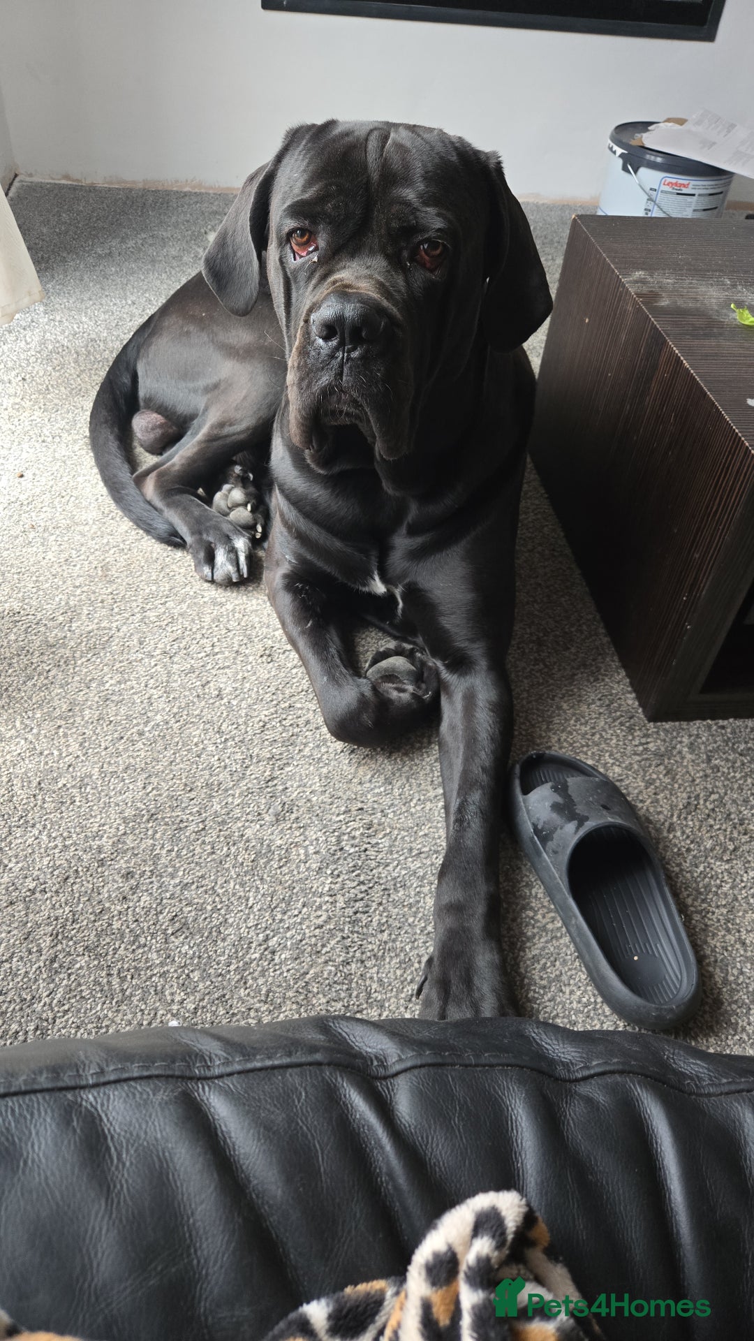 Cane Corso dogs for sale: Cane corso  in Derby - Advert 2