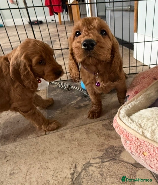 Cockapoo dogs Stunning Cockapoo Puppies  - Advert 4