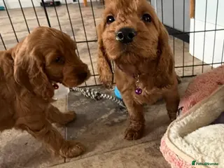 Cockapoo dogs Stunning Cockapoo Puppies - Advert 4