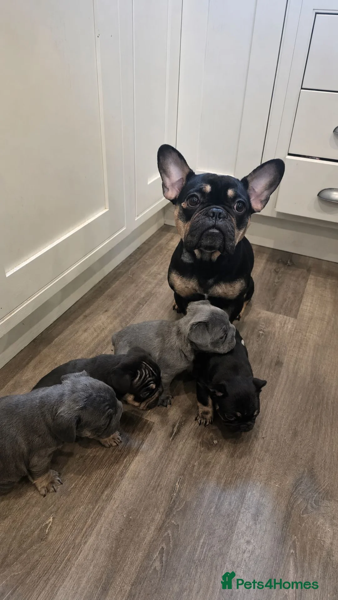 French Bulldog dogs for sale: Beautiful French Bulldog Puppies - Advert 14