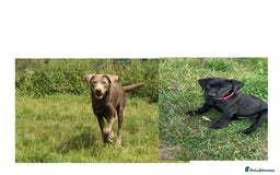 Labrador Retriever dogs for sale: FULLY HEALTH TESTED LABRADOR PUP - Image 5