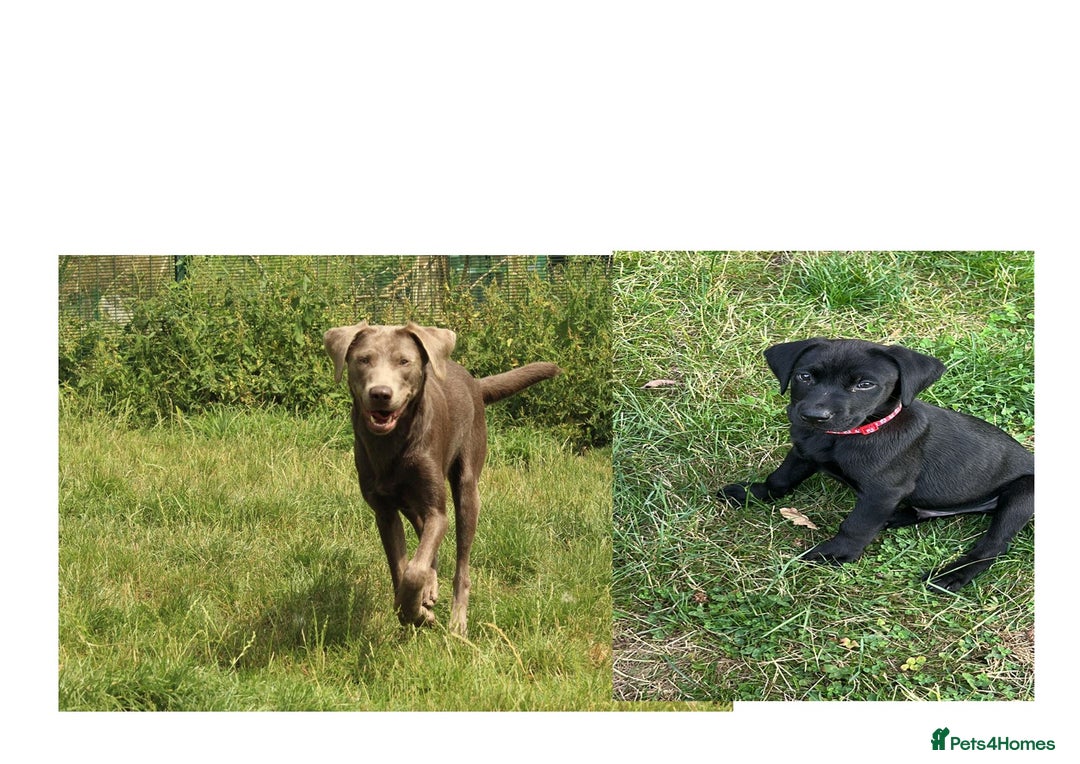 Labrador Retriever dogs for sale: FULLY HEALTH TESTED LABRADOR PUP - Image 5