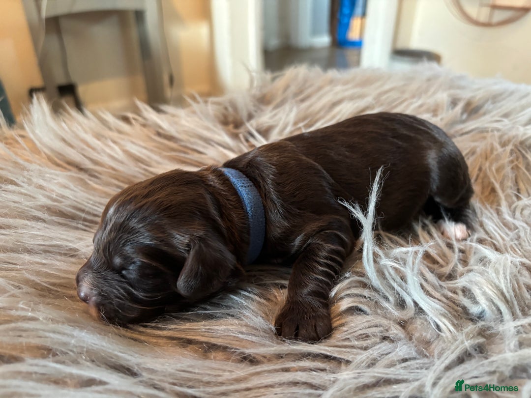Cockapoo dogs for sale: 5 Chunky Miniature Cockapoos - Image 8