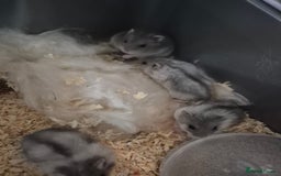 Hamster rodents for sale: Russian hamsters babies  - Advert 3