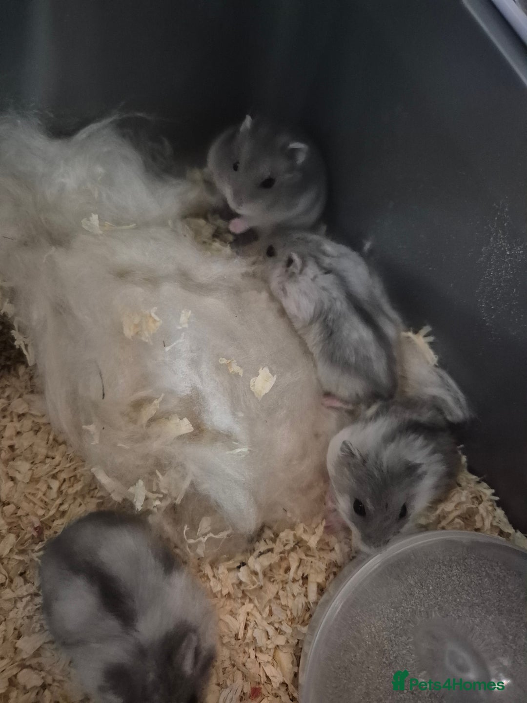 Hamster rodents for sale: Russian hamsters babies  - Advert 3