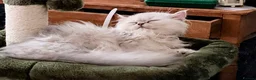Persian cats for sale:  Persian Silver Shaded/Tipped kittens ready now - Advert 4