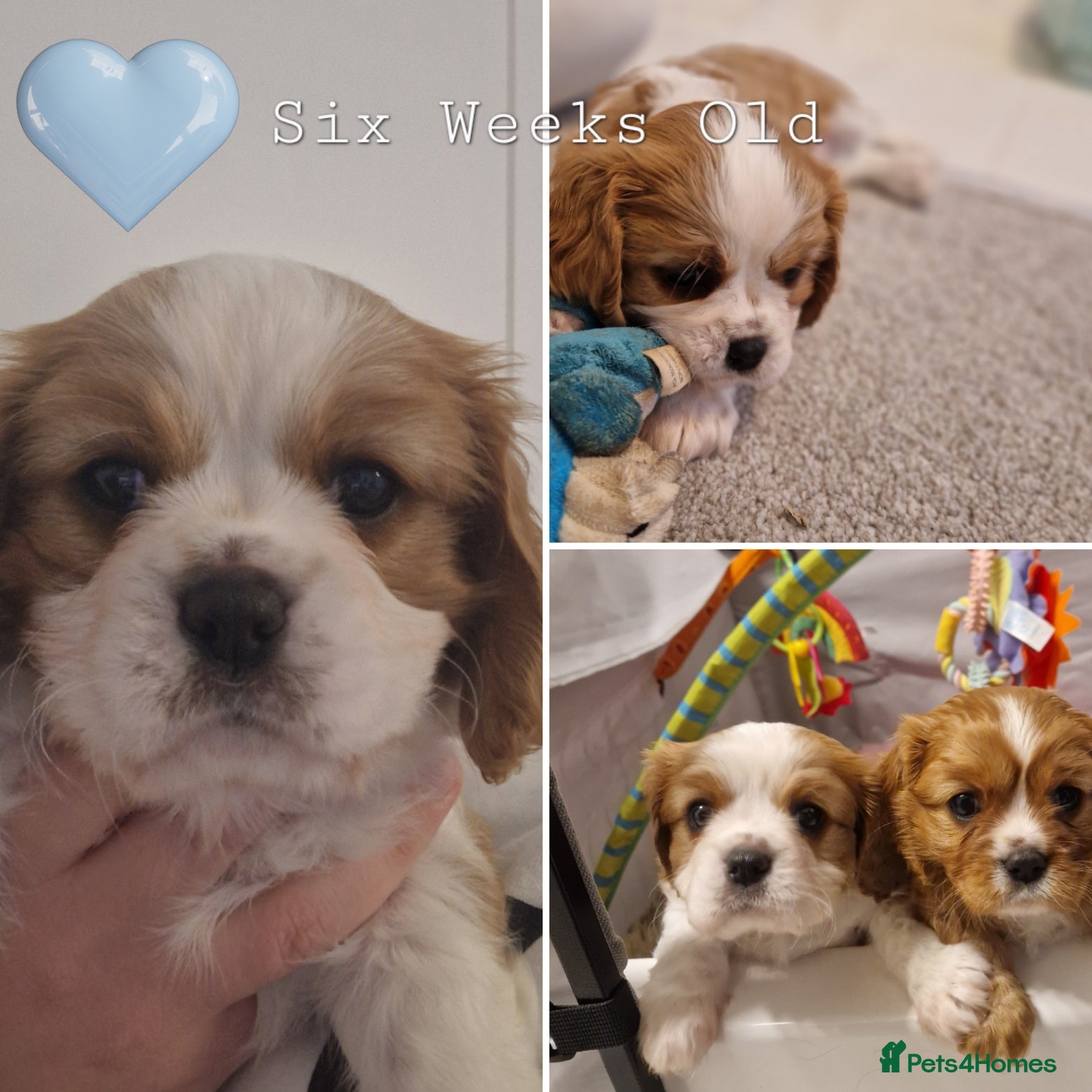 Cavalier King Charles Spaniel dogs 🐾 1 Remaining Stunning Boy CKCS Puppy🐾 - Advert 1
