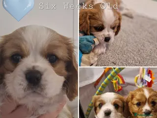 Cavalier King Charles Spaniel dogs 🐾 1 Remaining Stunning Boy CKCS Puppy🐾 - Advert 1