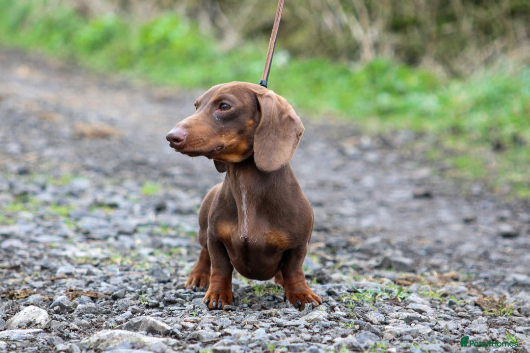 Miniature Dachshund dogs for sale: True Miniature Dachshund Puppies - Advert 27
