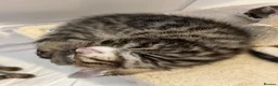 Domestic Shorthair cats for sale: Sweet & Playful Girls ready 8th Oct - Advert 8