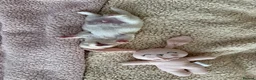 Chihuahua dogs for sale: Beautiful Chihuahua Boys 🐾 - Advert 13