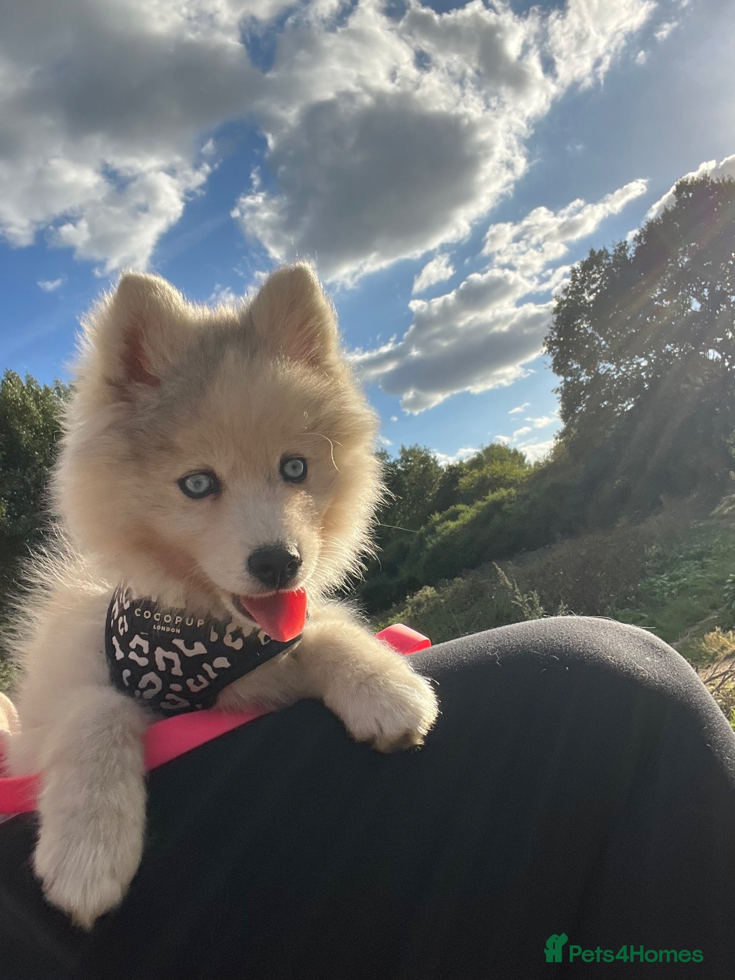 Pomsky dogs Pomsky Puppies - Advert 5