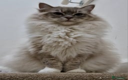 Ragdoll cats for sale: Available Ragdoll female  - Image 3