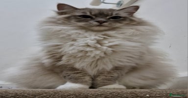 Ragdoll cats - Advert 1