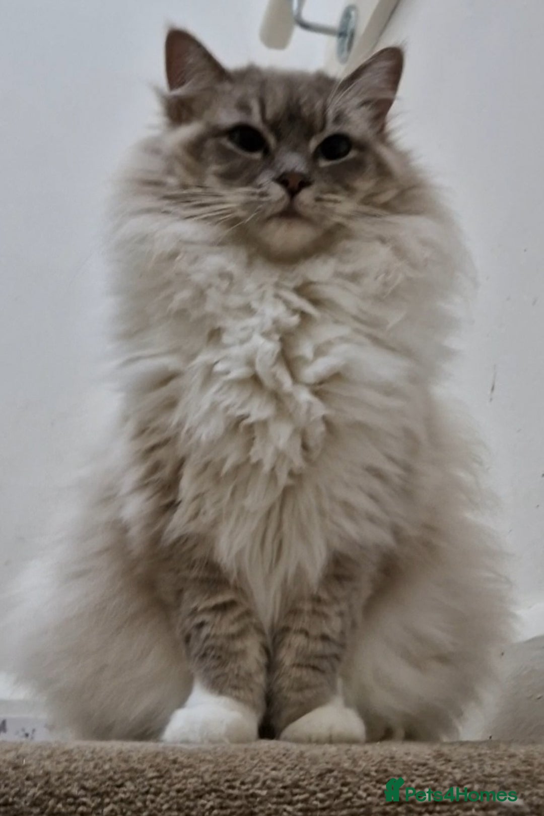 Ragdoll cats for sale: Available Ragdoll female  - Image 3