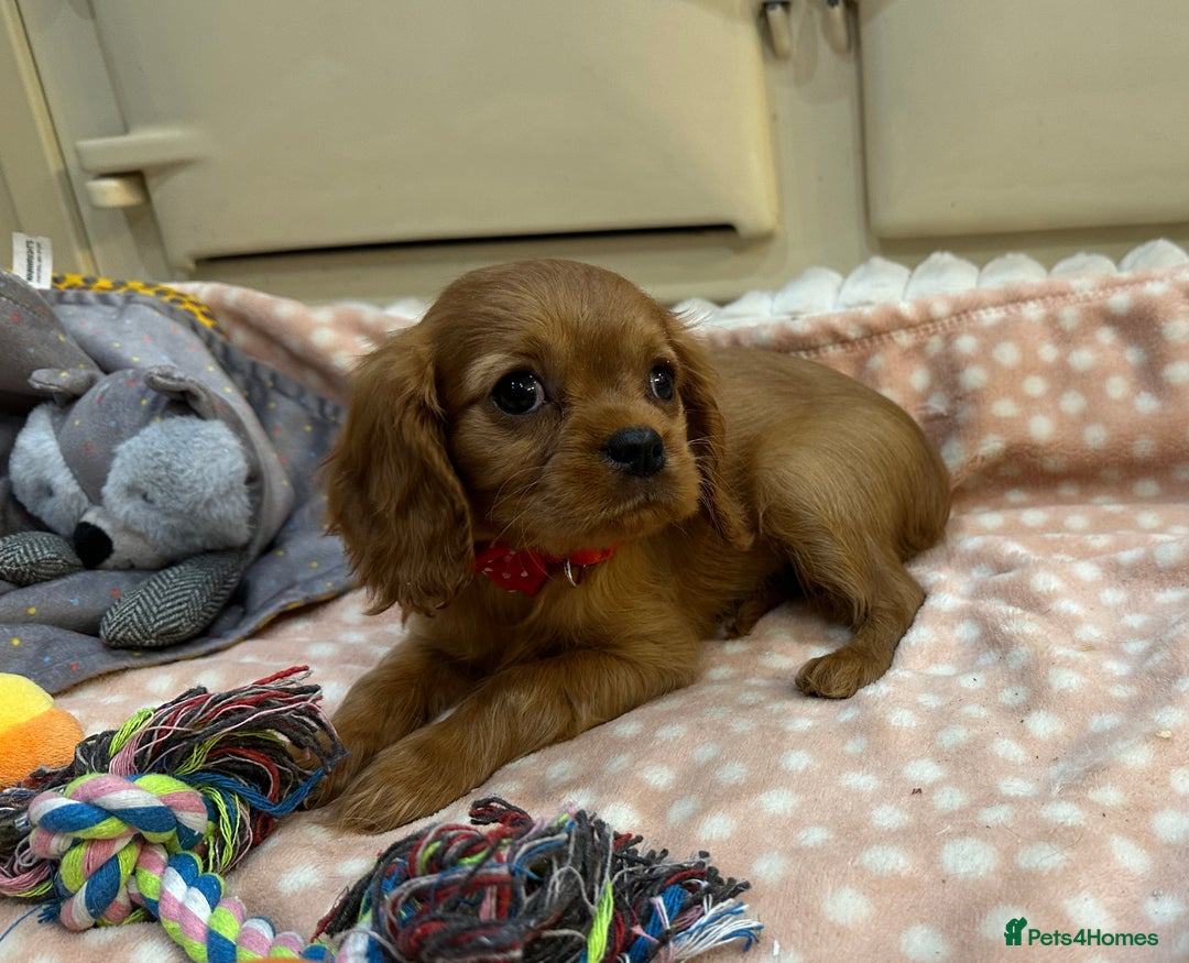 Cavalier King Charles Spaniel dogs for sale: Cavalier King Charles Spaniel Puppies - Advert 7