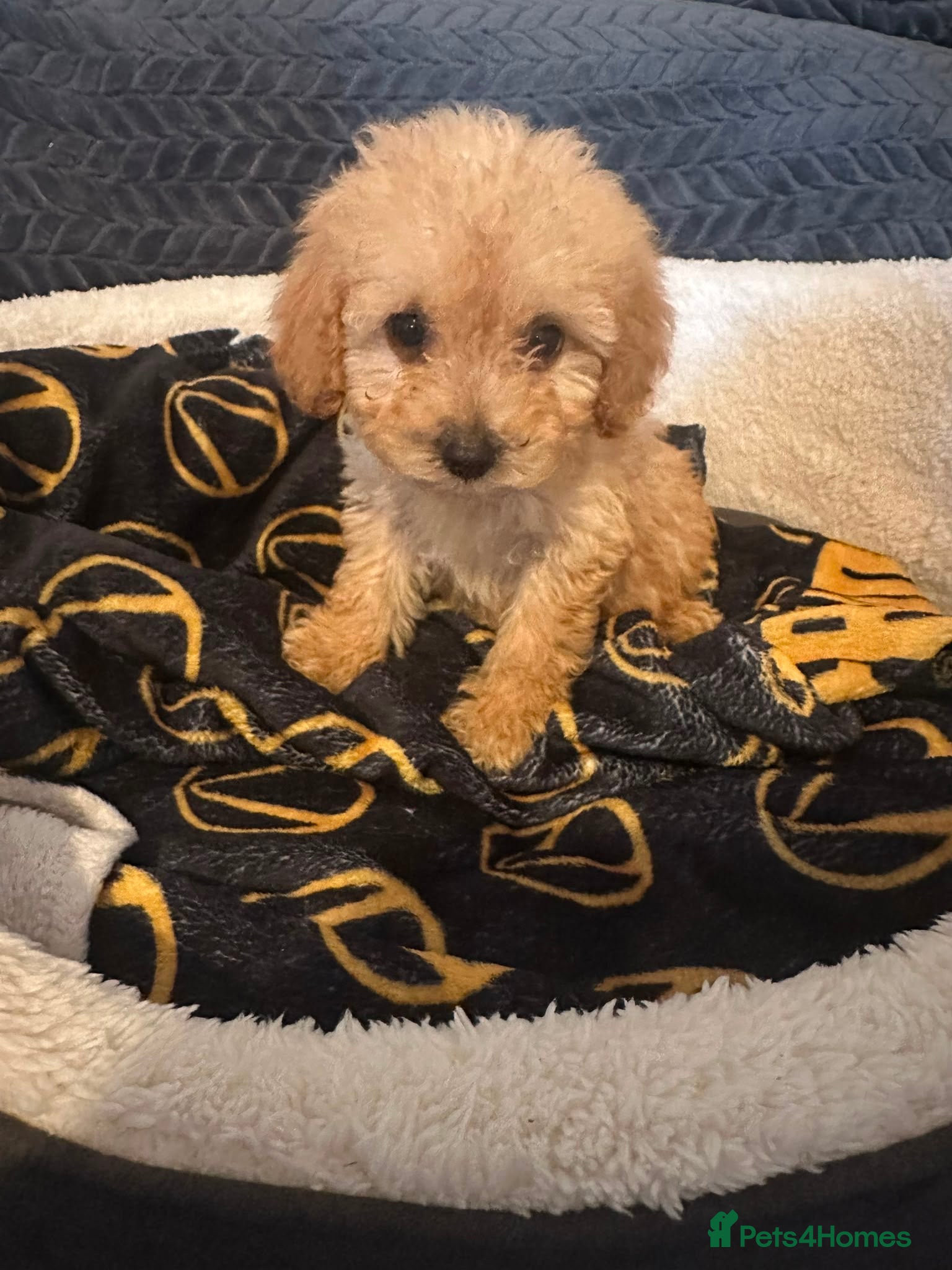Cockapoo dogs Ready to leave! Stunning cockapoo puppies  - Advert 1