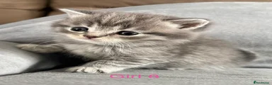 Scottish Fold Kitten 8