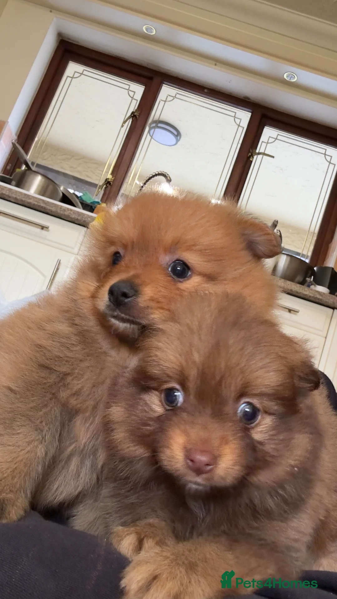 Pomeranian dogs for sale: Pomeranian Puppy Girl Available.  - Advert 2