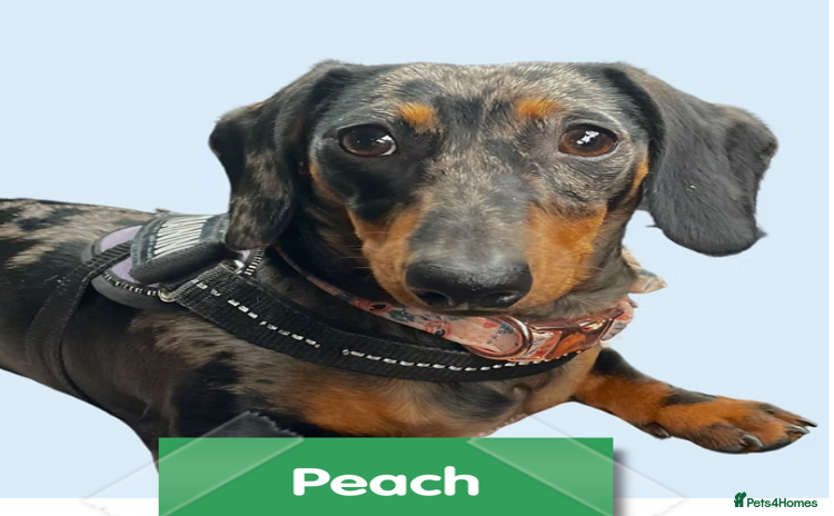 Miniature Dachshund dogs - Advert 2