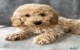Miniature Poodle dogs for stud: KC Registered Apricot Miniature Poodle in Dronfield - Image 12