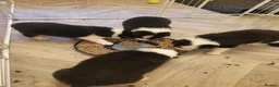 Border Collie dogs for sale: Home raised family border collie puppies in Knutsford - Advert 4